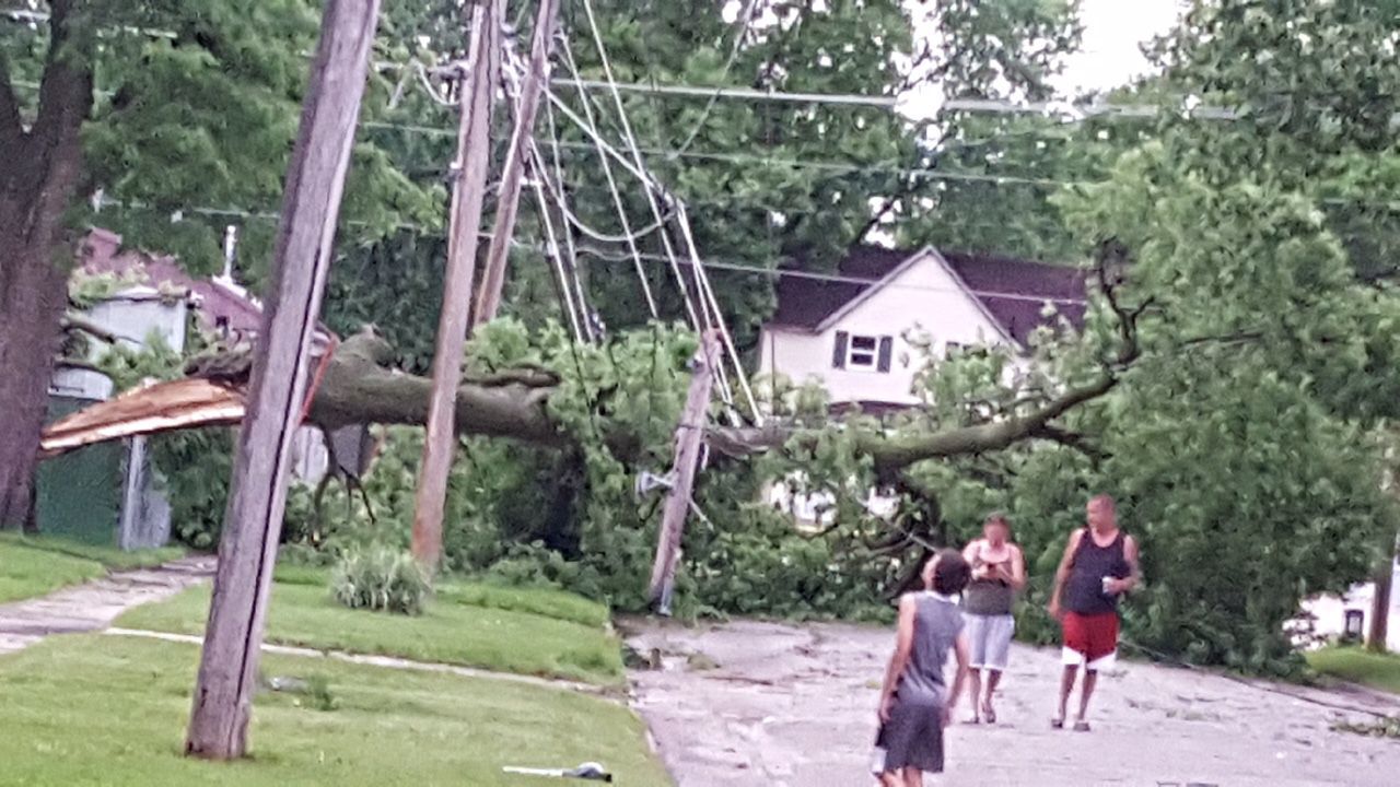 Tree down 2